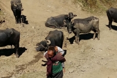 nepal20181031 (4)