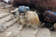 nepal20181113 (10)