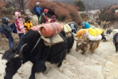 nepal20181113 (8)