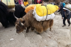 nepal20181113 (9)